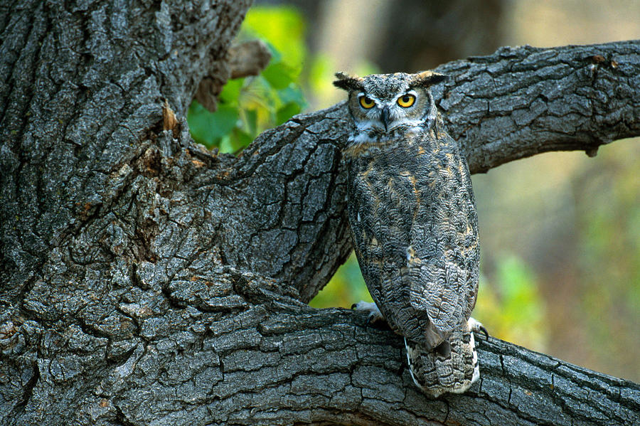 Great Horned Owl #2 Photograph by Jeffrey Lepore