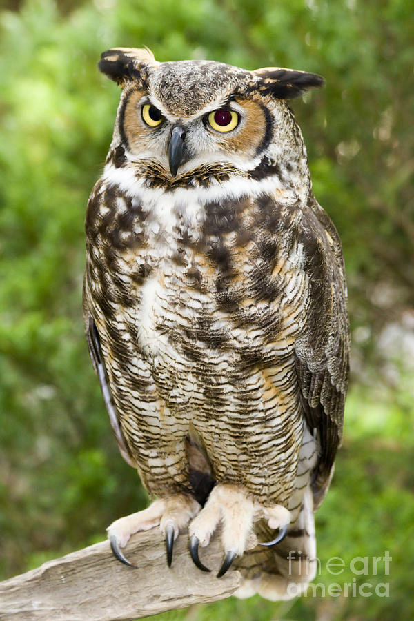 Great Horned Owl #1 Photograph by Jill Lang
