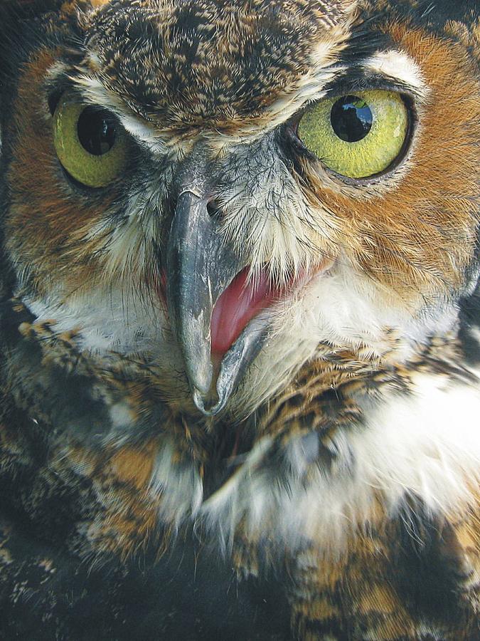 Great Horned Owl #1 Photograph by Joe Duket