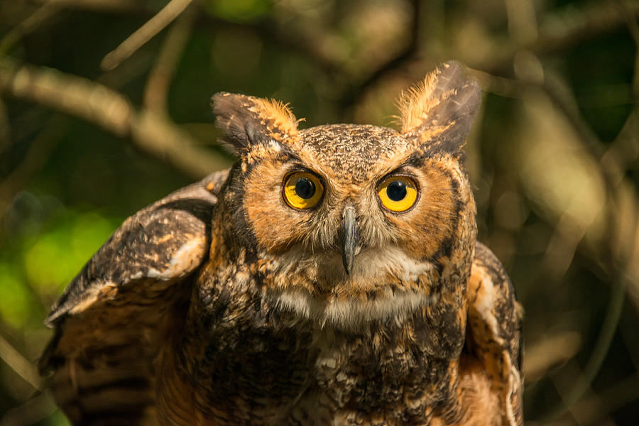 Great Horned Owl #1 Photograph by Joye Ardyn Durham