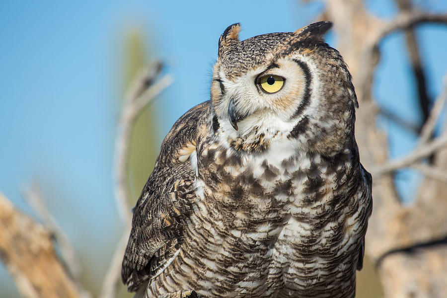 Animal Photograph - Great Horned Owl by Mark Hammon Animal Photograph - Great Horned Owl by Mark Hammon