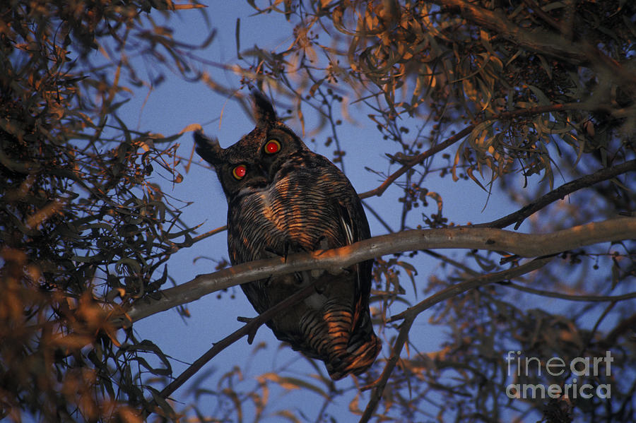 Owl Photograph - Great Horned Owl #4 by Ron Sanford