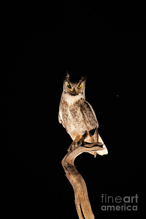 Great Horned Owl #1 Photograph by Scott Linstead