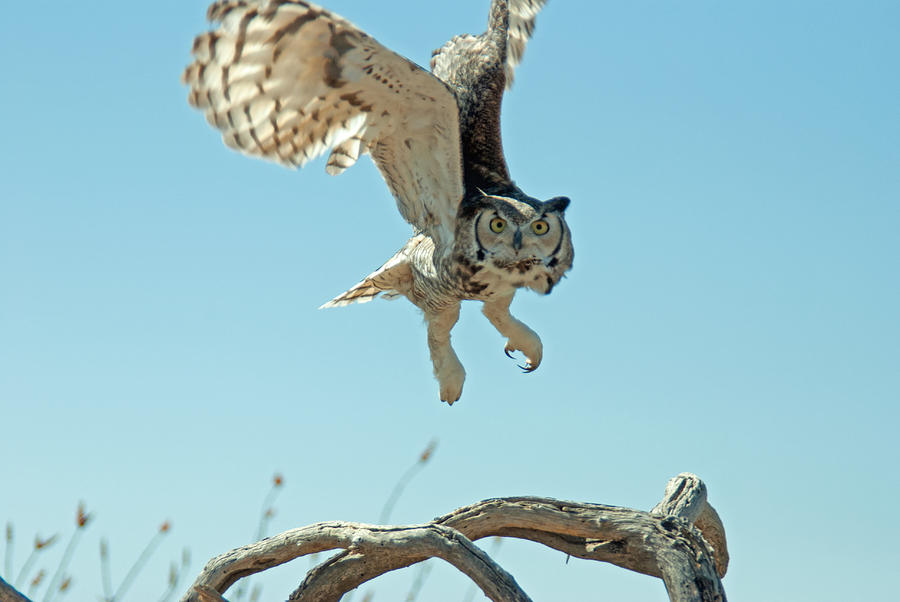 Great Horned Owl #7 Photograph by Tam Ryan
