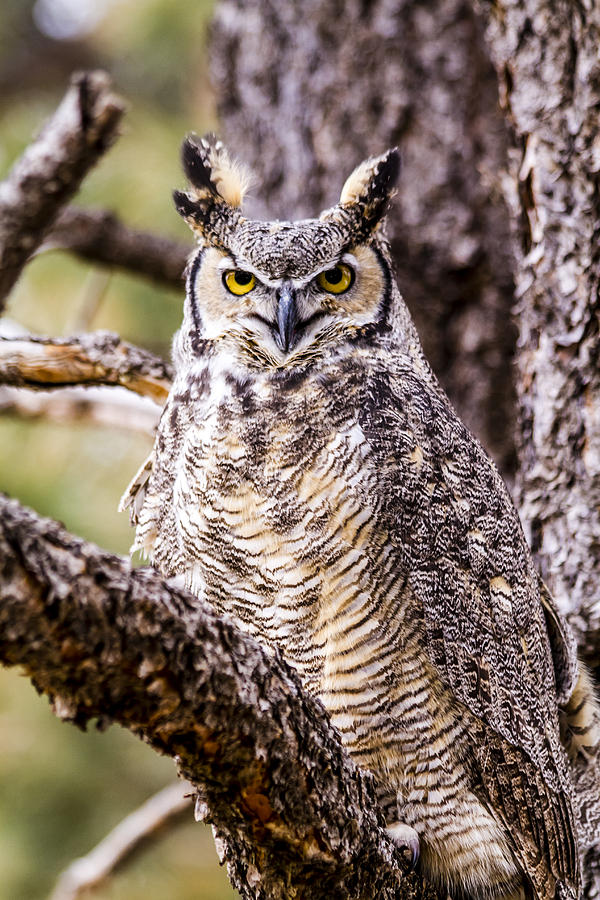 Great Horned Owl #1 Photograph by Teri Virbickis