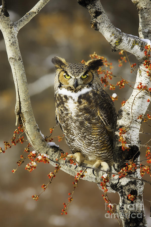 Winter Photograph - Great Horned Owl #1 by Todd Bielby