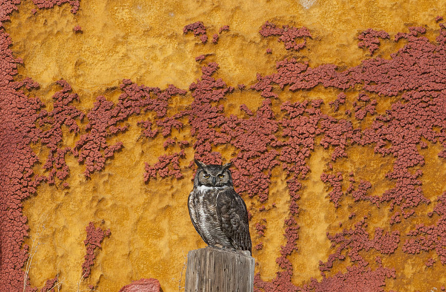 Great Horned Owl Tule Lake Nwr #1 Photograph by Kevin Schafer
