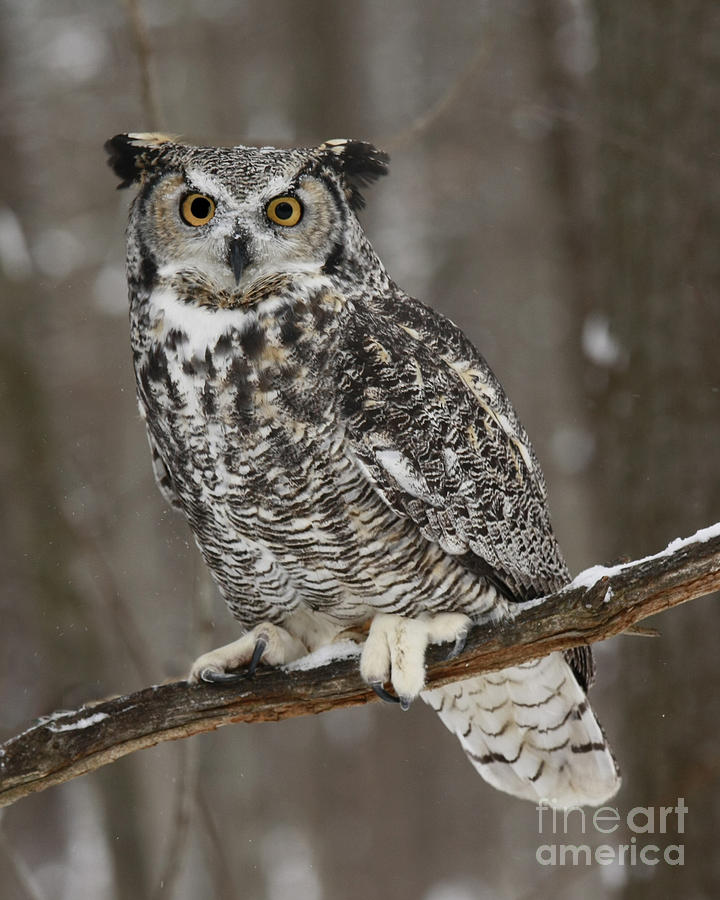 Great Horned Owl Watching You Photograph by Inspired Nature Photography ...