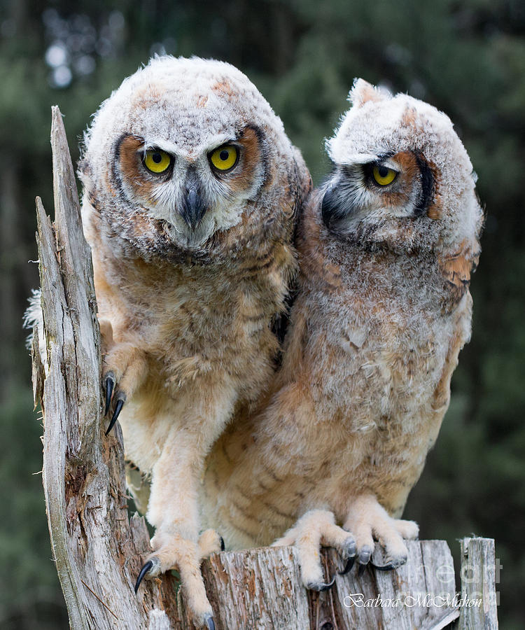 Great Horned Owlets #1 Photograph by Barbara McMahon
