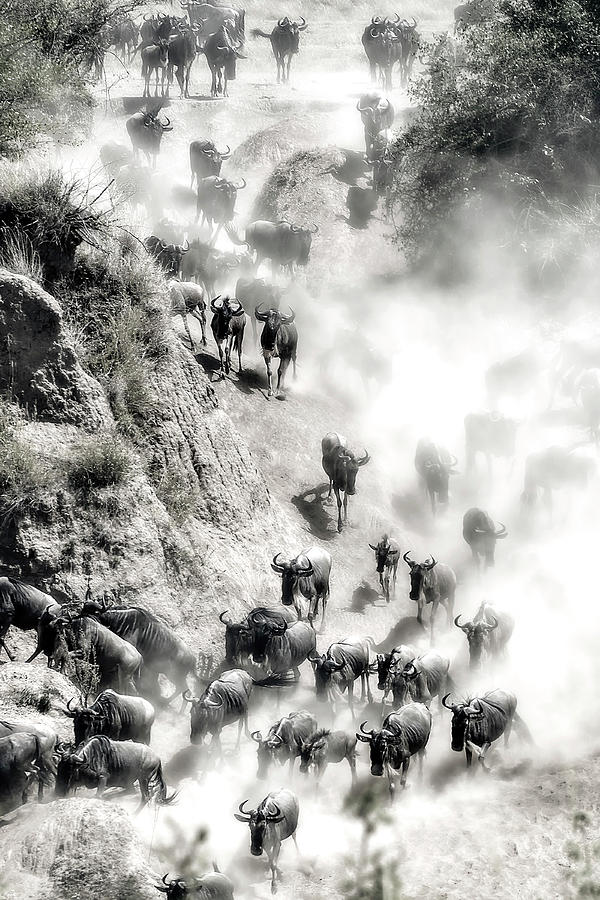 Great Migration #1 Photograph by Hua Zhu