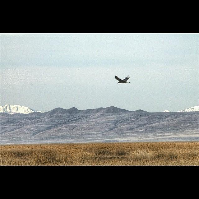 Great Salt Lake Shorelands Preserve #1 Photograph by DLDPhotography  