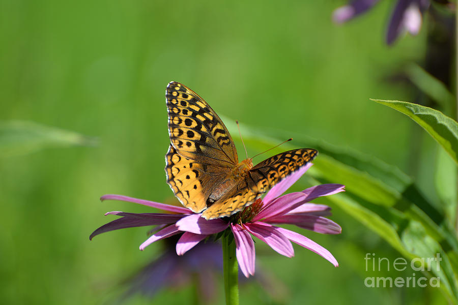 Great Spangled Fritillary #1 Photograph by Lila Fisher-Wenzel