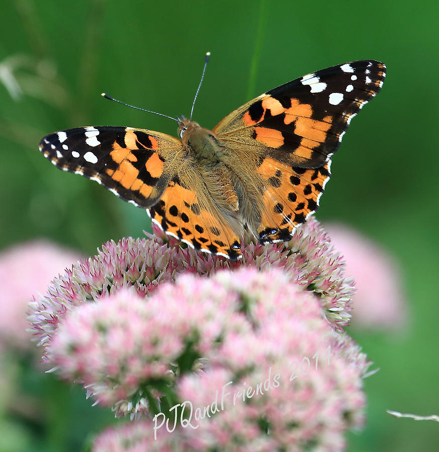 Great Spangled Fritillary #1 Photograph by PJQandFriends Photography