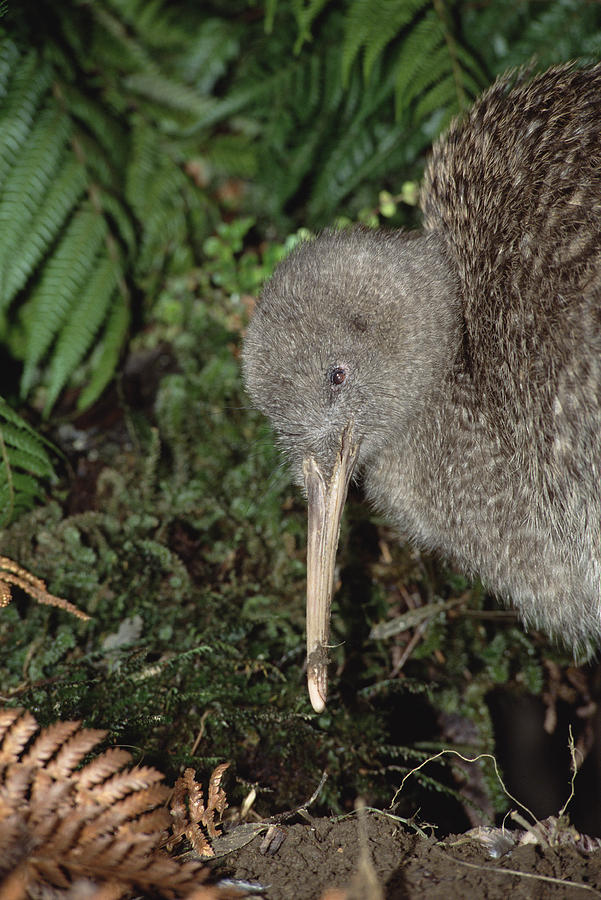 Great Spotted Kiwi Male In Rainforest #1 Photograph by Tui De Roy