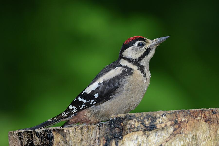 Great Spotted Woodpecker Juvenile Photograph by Colin Varndell/science ...