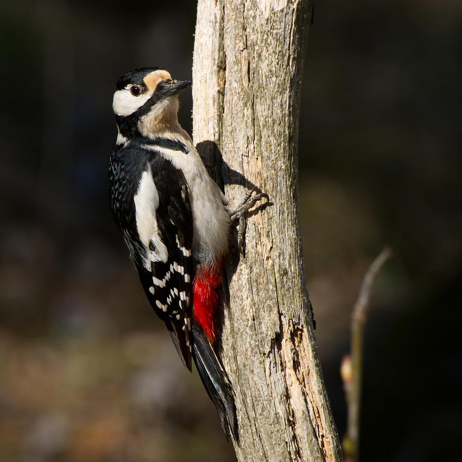 Great Spotted Woodpecker  Photograph by Torbjorn Swenelius
