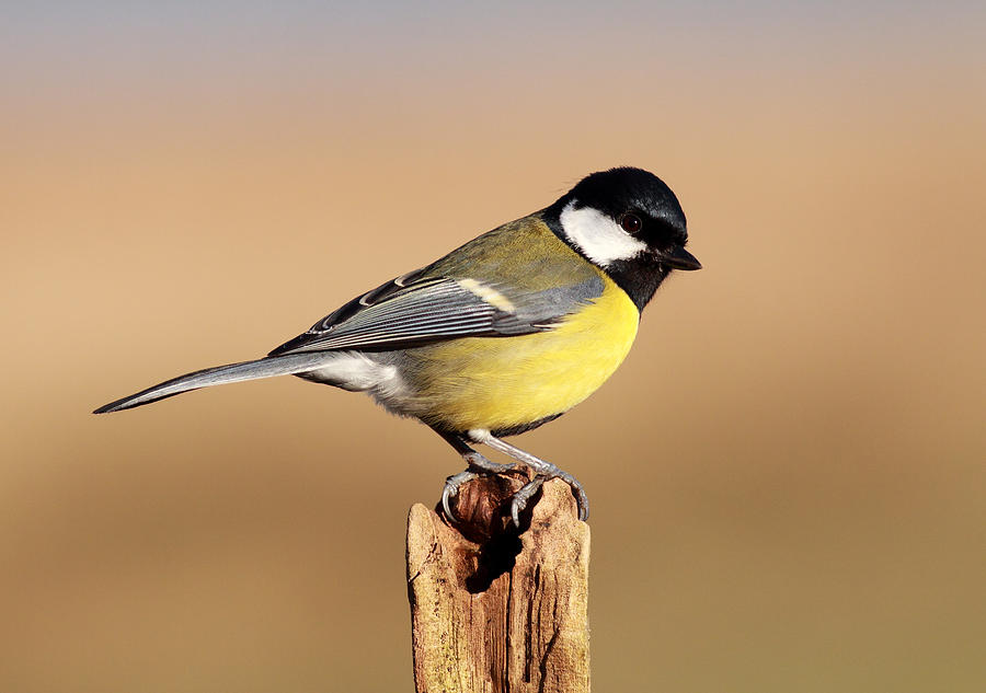 Great tit #1 Photograph by Grant Glendinning