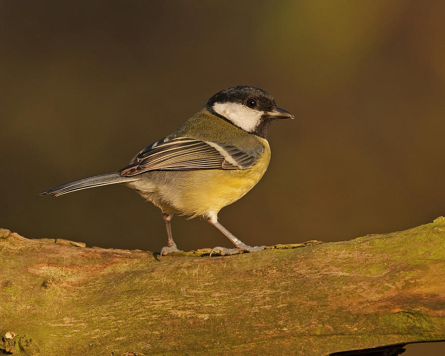 Great Tit #1 Photograph by Paul Scoullar