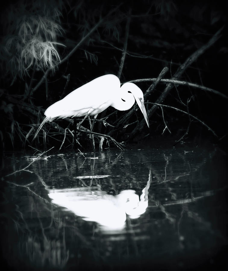 Great White Egret #1 Photograph by Amanda Stadther
