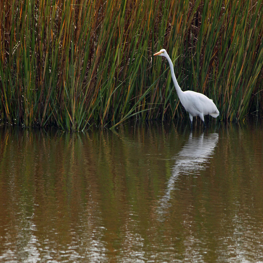 Great White Egret and Reflection #1 Photograph by Suzanne Gaff