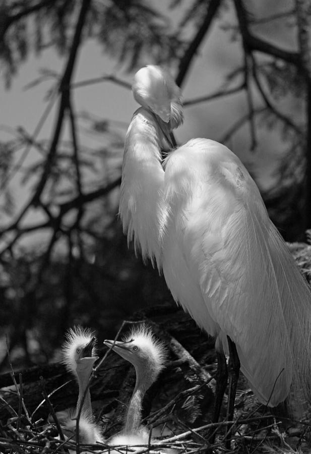 Great White Egret Mom and Chicks - Hey Hungry Chicks Down Here #2 Photograph by Suzanne Gaff