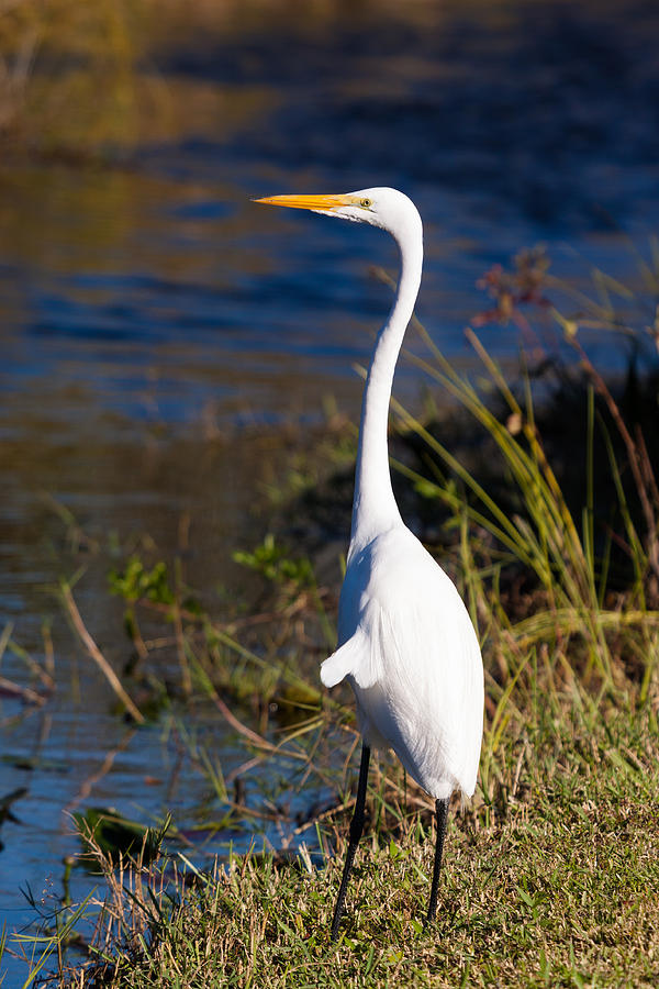 Great White Egret Photograph by Raul Rodriguez