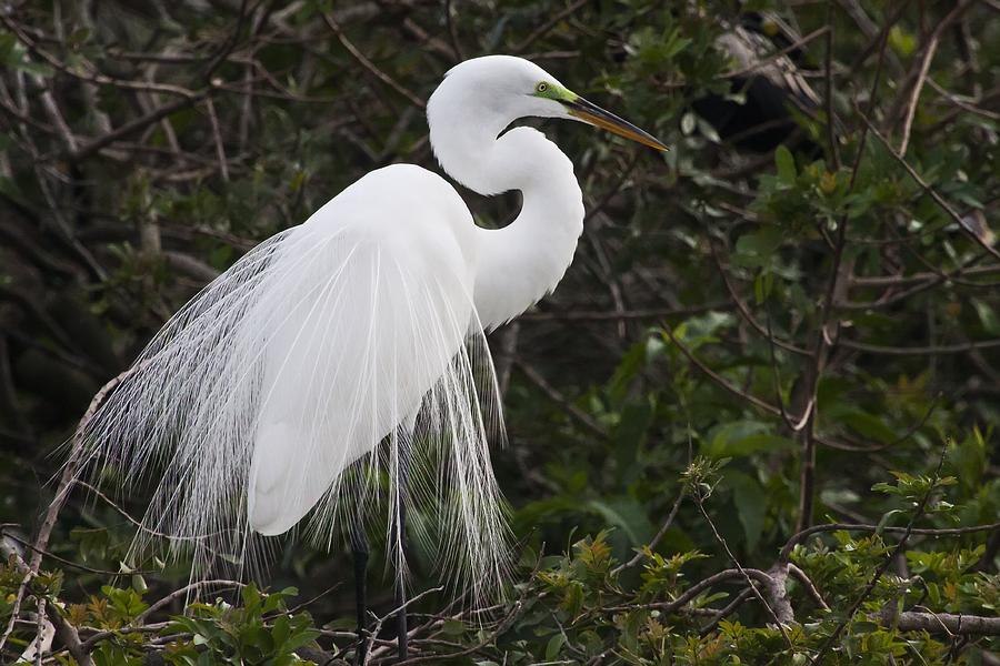 Great White Egret Photograph by Regina Williams