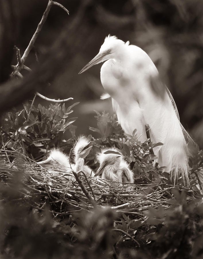 Great White Egret with Chicks #1 Photograph by Joseph G Holland