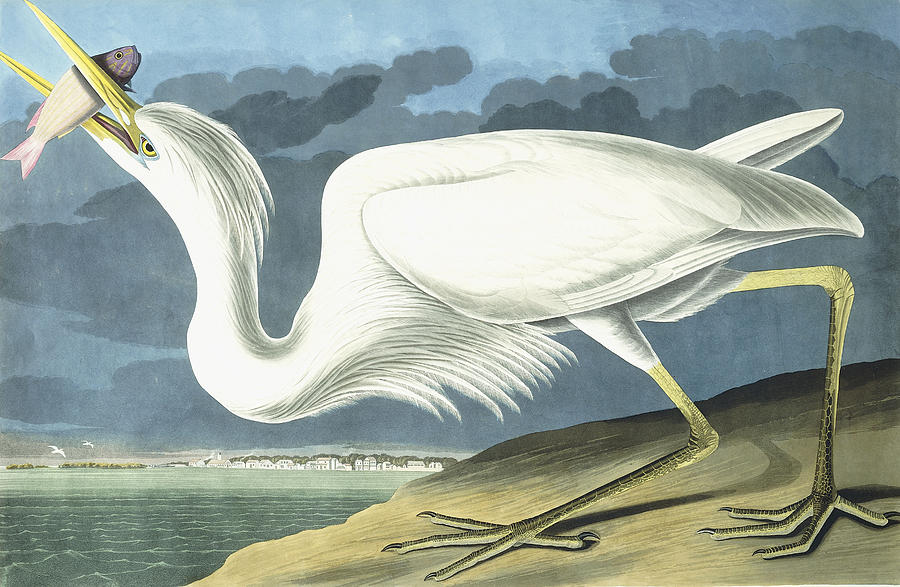 Great White Heron Painting by John James Audubon