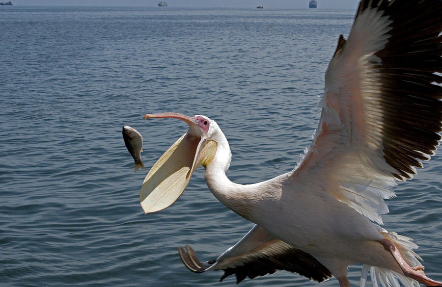 Great White Pelican Pelecanidae Catching A Fish Photograph