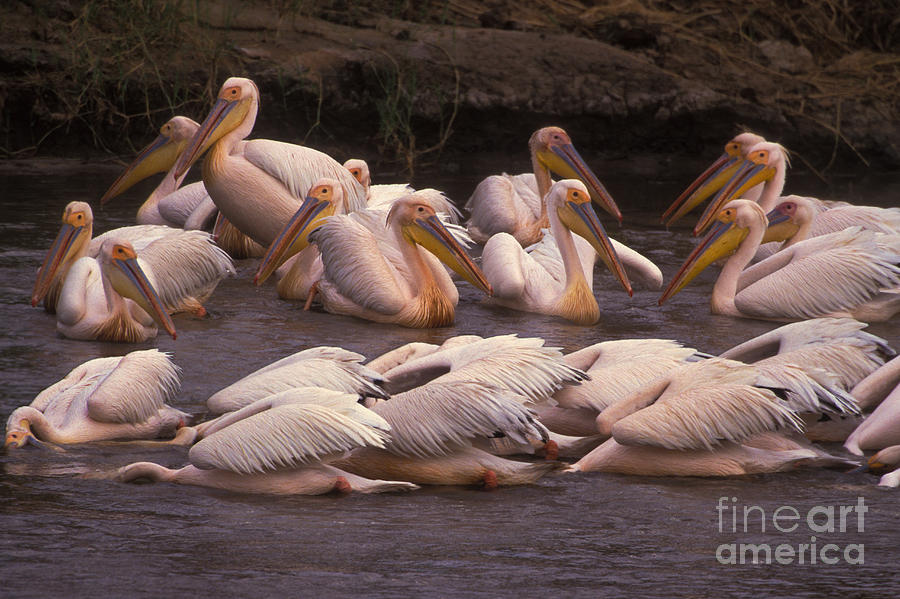 Great White Pelican #1 Photograph by Ron Sanford