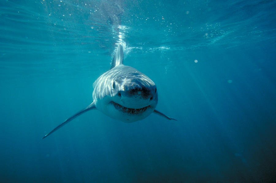 Great White Shark #1 Photograph by F. Stuart Westmorland
