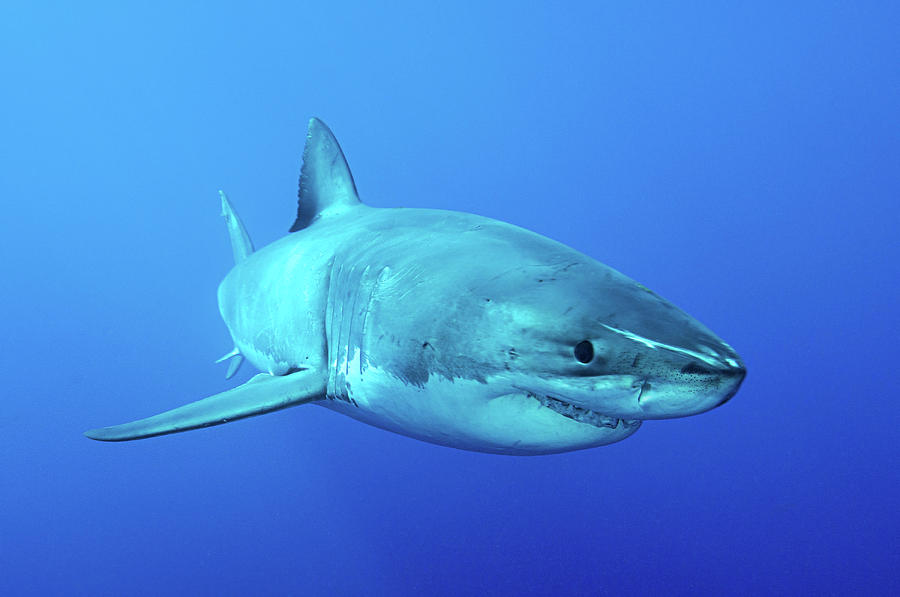 Great White Shark, Isla Guadalupe, Baja #1 Photograph by Morten Beier
