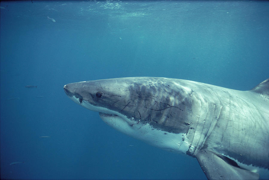 Great White Shark #1 Photograph by Jeff Rotman