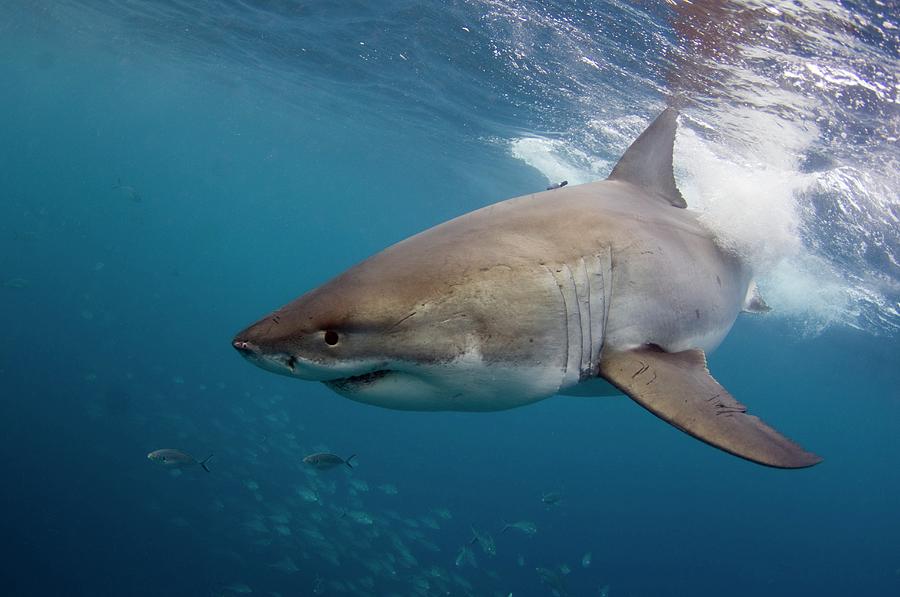 Great White Shark Photograph by Scubazoo/science Photo Library | Fine ...