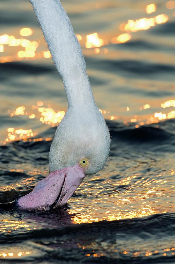 Greater Flamingo Feeding #1 Photograph by Science Photo Library Greater Flamingo Feeding #1 Photograph by Science Photo Library