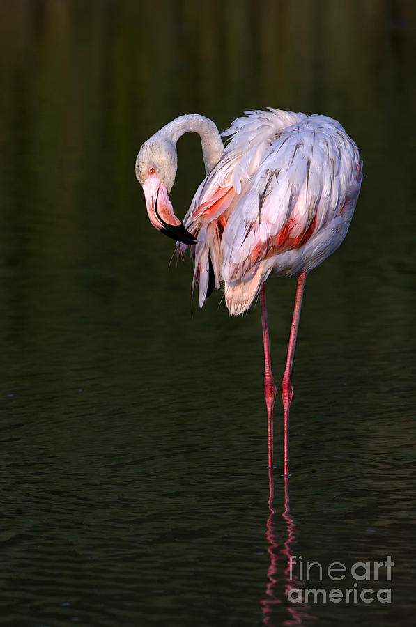 Flamingo Photograph - Greater Flamingo #1 by John Shaw