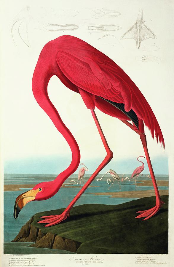 Greater Flamingo Photograph by Natural History Museum, London/science Photo Library