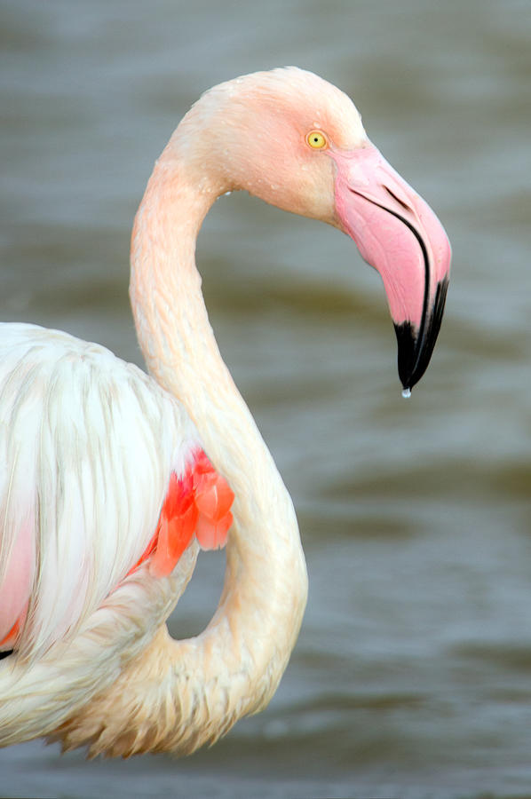 Flamingo Photograph - Greater Flamingo Phoenicopterus Roseus #1 by Panoramic Images