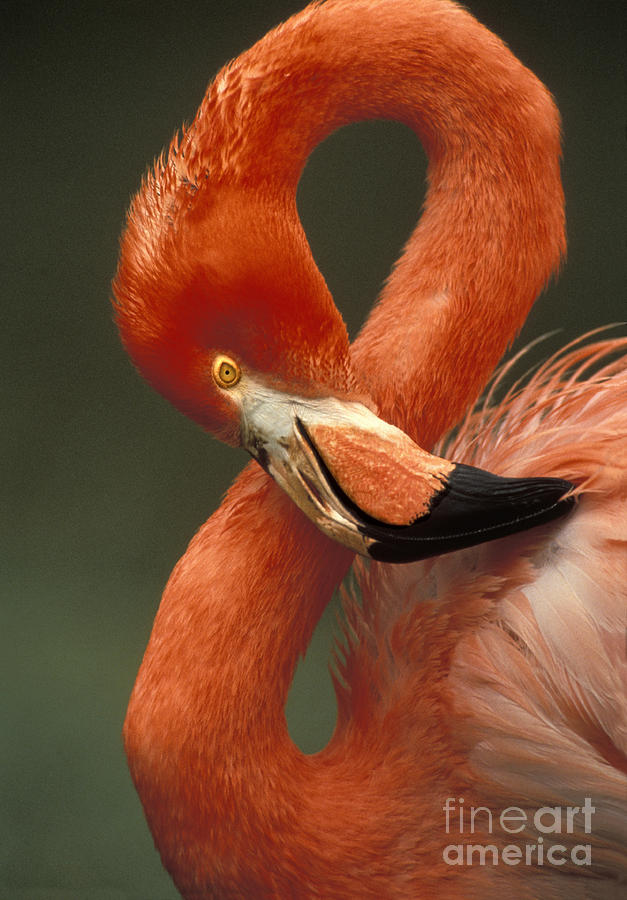 Flamingo Photograph - Greater Flamingo #1 by Ron Sanford