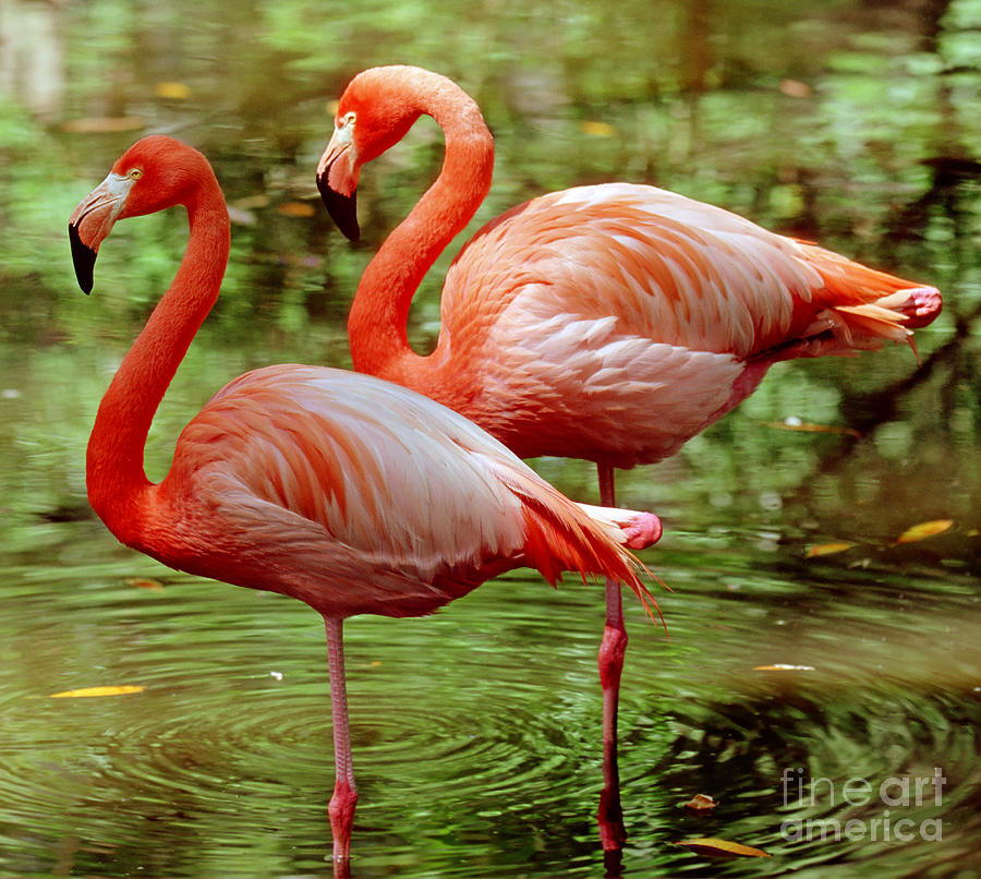 Wildlife Photograph - Greater Flamingoes  by Millard H Sharp