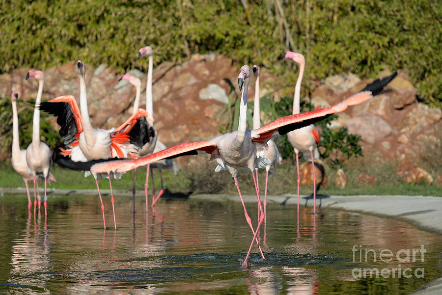 Flamingo Photograph - Greater Flamingos #6 by George Atsametakis