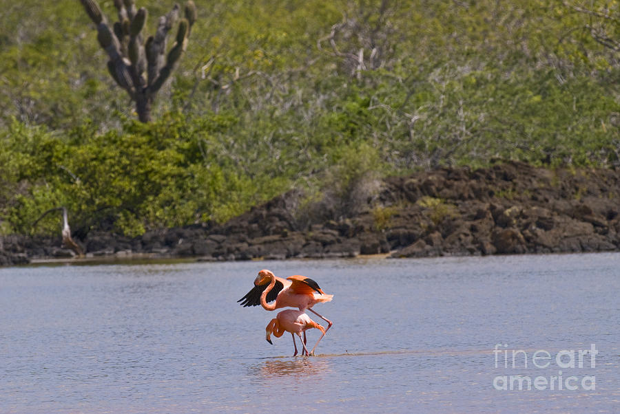 Flamingo Photograph - Greater Flamingos #1 by William H. Mullins