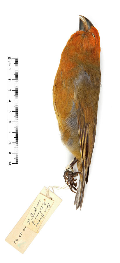 Greater Koa Finch #1 Photograph by Natural History Museum, London/science Photo Library