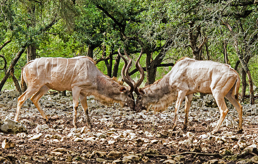 Greater Kudu Bulls Fighting #1 Photograph by Millard H. Sharp