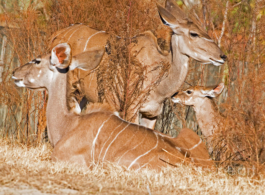 Greater Kudu Mother And Baby Photograph by Millard H. Sharp | Fine Art ...