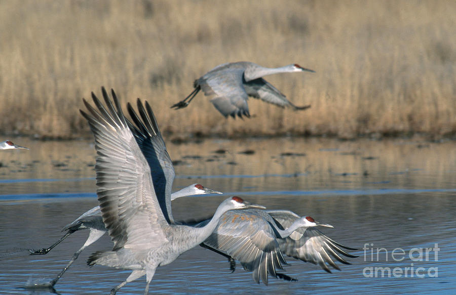 Wildlife Photograph - Greater Sandhill Crane Flock In Roost #1 by William H. Mullins