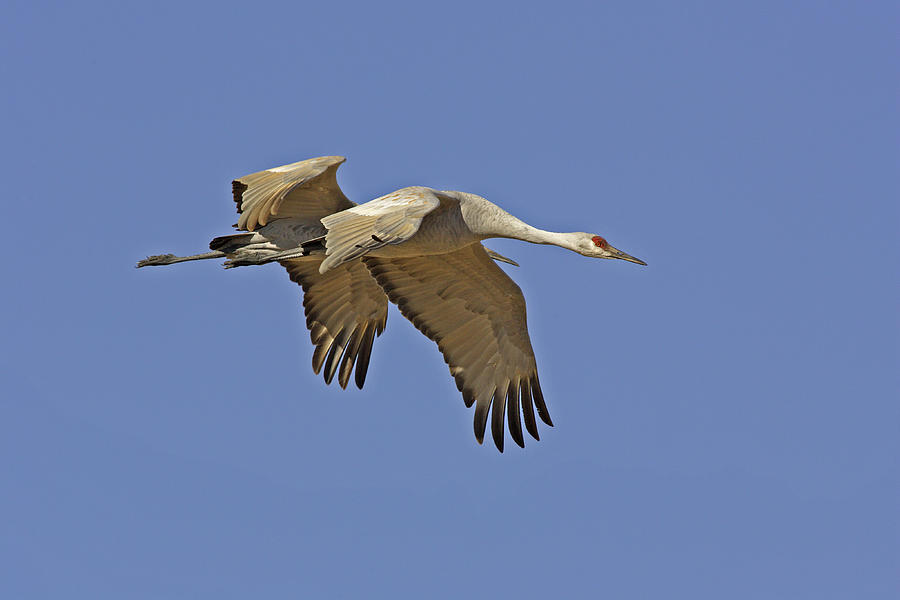 Greater Sandhill Cranes Photograph by Craig K. Lorenz - Fine Art America