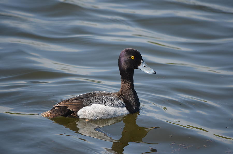 Greater Scaup #1 Photograph by James Petersen