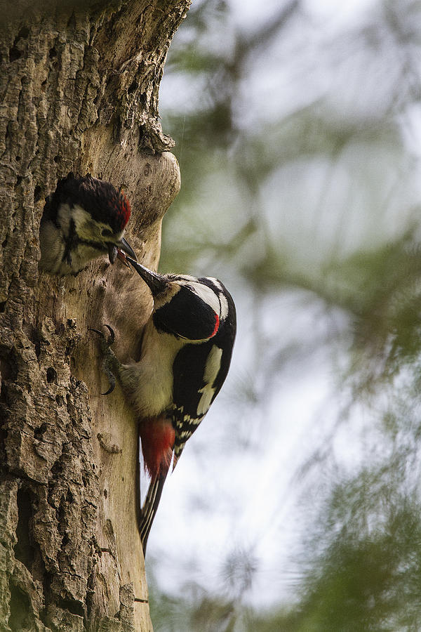 Bird Photograph - Greater Spotted Woodpecker #1 by Bob Kemp